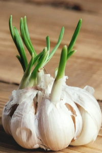 Benefits of eating sprouted garlic that you may not know
