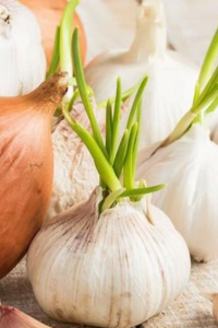 3 things that have surprising nutritional value when they sprout