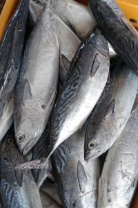 Don’t miss these fish when you go to the market