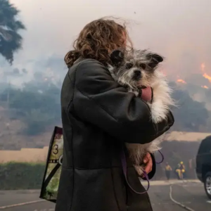 After five days apart, man finds his dog following wildfire destruction