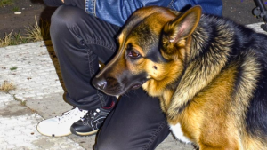 I Gave Food to a Hungry Veteran and His Dog – a Month Later, My Boss Dragged Me into His Office, Furious, and My Whole Life Flipped Upside Down