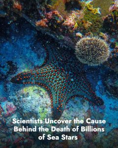 Scientists Uncover the Cause Behind the Death of Billions of Sea Stars