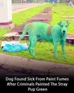 Dog Found Sick From Paint Fumes After Criminals Painted the Stray Pup Green