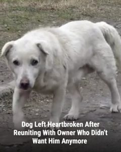 Dog Left Heartbroken After Reuniting With Owner Who Didn’t Want Him Anymore