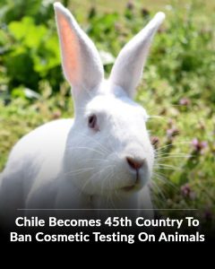 Great news! This cruel practice needs to be banned worldwide!