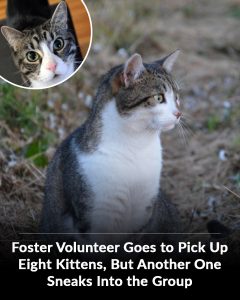 Foster Volunteer Goes to Pick Up Eight Kittens, But Another One Sneaks Into the Group