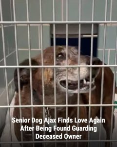A 10-year-old Plott hound named Ajax was found heartbreakingly standing guard over his deceased owner