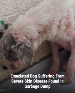 Ghost, a once-forgotten dog found emaciated and nearly hairless at a Greek garbage dump