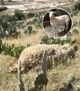 A Strange Pile of Wool in a Cactus Field Turns Out to Be a Gentle Animal in Need — What Happened Next Changed Everything