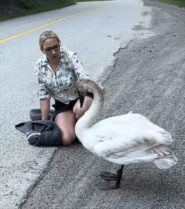 She Saw a Magnificent Bird on a Mountain Road — But When She Stopped to Look Closer, She Realized He Needed Help