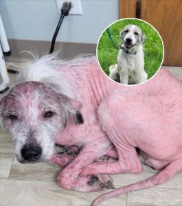 From Bald and Broken to Fluff and Joy: The Miracle Transformation of a Pink Pup