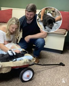 They Planned a Wedding for Forever — But When Their Senior Dog Couldn’t Attend, They Did the Unthinkable: A Last-Minute Vet Wedding
