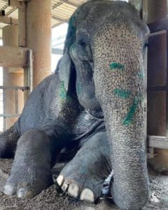 After a Lifetime on Her Feet, This Rescued Elephant Finally Laid Down — And the Moment Broke Hearts Around the World
