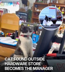 From Stray to Store Manager: How a Tiny Kitten Named Oatey Took Over a Hardware Store and Everyone’s Hearts