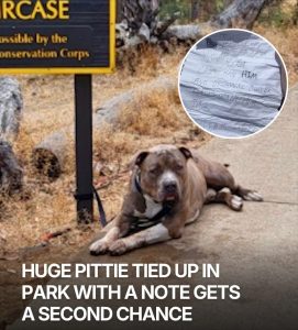 The Note Said He Was a Good Boy: How Juniper’s Abandonment Led to a New Life as Duke