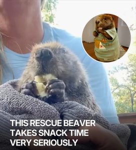 Snack Time Is Her Favorite Time: How Tulip the Hairless Beaver Became a Tiny Healer for Others