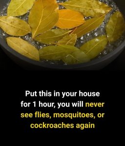 Glamorous Woman Mocked Me for Being a Waitress – Then Her Husband Hit the Table and the Whole Diner Went Silent