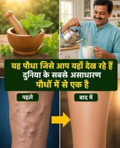 अजवाइन के पत्ते (Indian Borage) के चमत्कारी लाभ: एक पत्ता और कई स्वास्थ्य समाधान