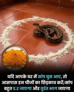 घर में सांप घुस आए तो क्या करें? इन असरदार चीजों के छिड़काव से तुरंत दूर भागेंगे सांप