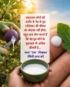 अंजीर के दूध (Fig Latex) के चमत्कारी लाभ, सही उपयोग और सावधानियां
