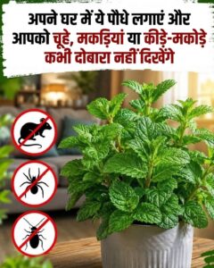 घर में लगाएं ये पौधे: चूहे, मकड़ियां और कीड़े-मकोड़े हमेशा के लिए रहेंगे दूर