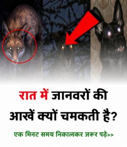 रात में जानवरों की आंखें क्यों चमकती हैं? जानिए इसके पीछे का हैरान करने वाला विज्ञान